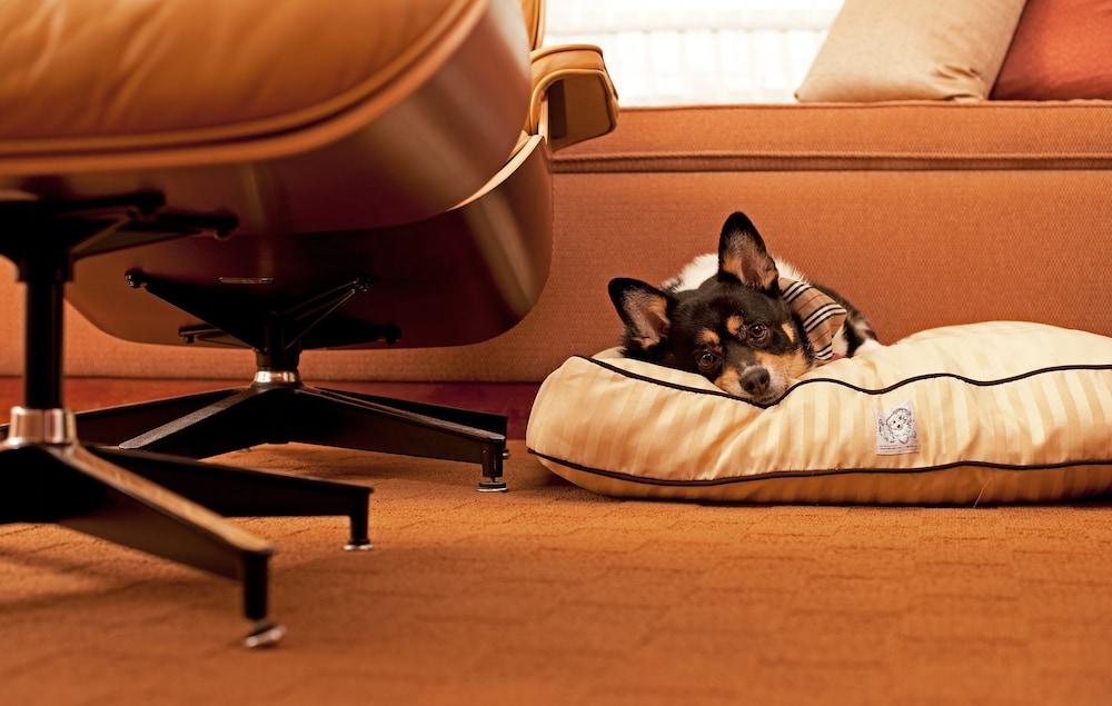 Hyatt Place Gurgaon Udyog Vihar Екстер'єр фото A dog on a dog bed