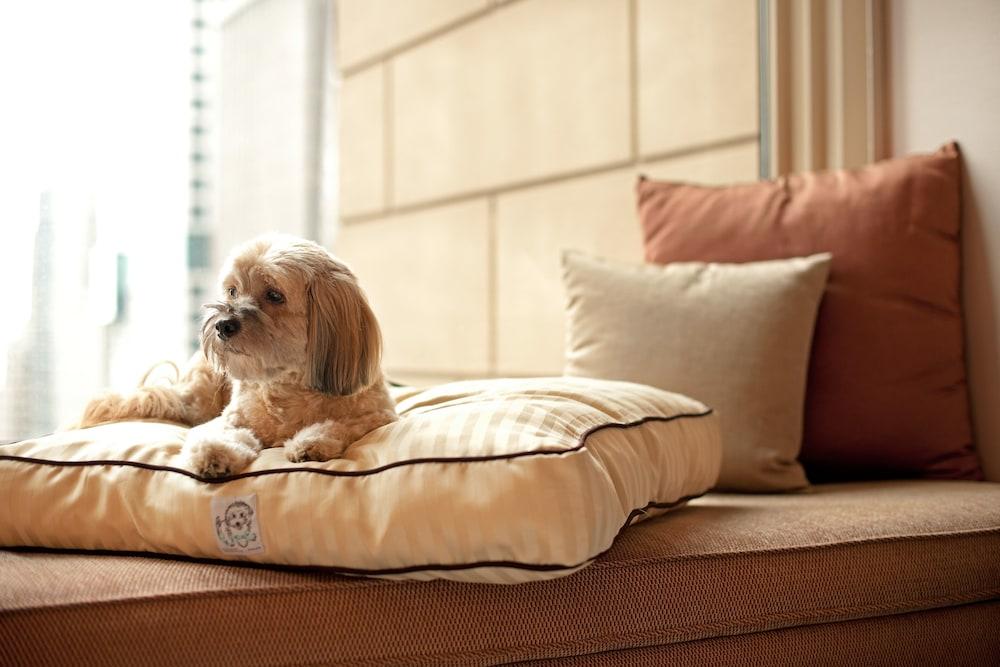 Hyatt Place Gurgaon Udyog Vihar Екстер'єр фото A dog on a dog bed